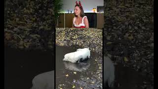 Try Not Laugh Challenge 6