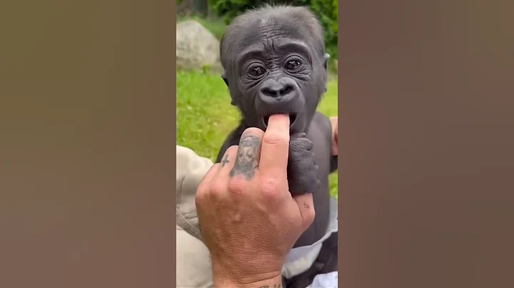 Majestic Growth of Wild Animals #funny #cute #animals