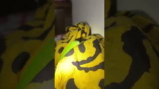 Iguanaku bobo nyaman sambil dengerin tv #iguana #iguanaindonesia #iguana #shortvideo