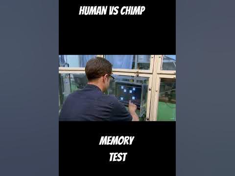 Human vs chimp #shorts - YouTube