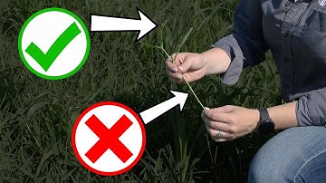 Do you know what your cattle are eating? How to sample your cattle