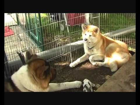 Video: Huisdierhond Redt Japanse Jongen Van Berenaanval