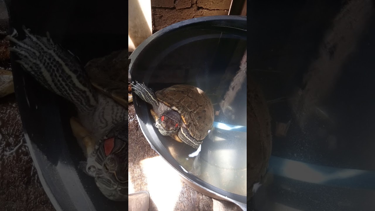 tanaman sendiri binaong 