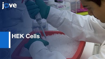 Mitoribosome Rapid Isolation from HEK Cells | Protocol Preview