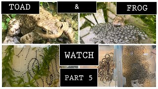 🐸(part 5) Raising Bufo bufo toad spawn & Frog spawn from eggs 🐸💚🐸
