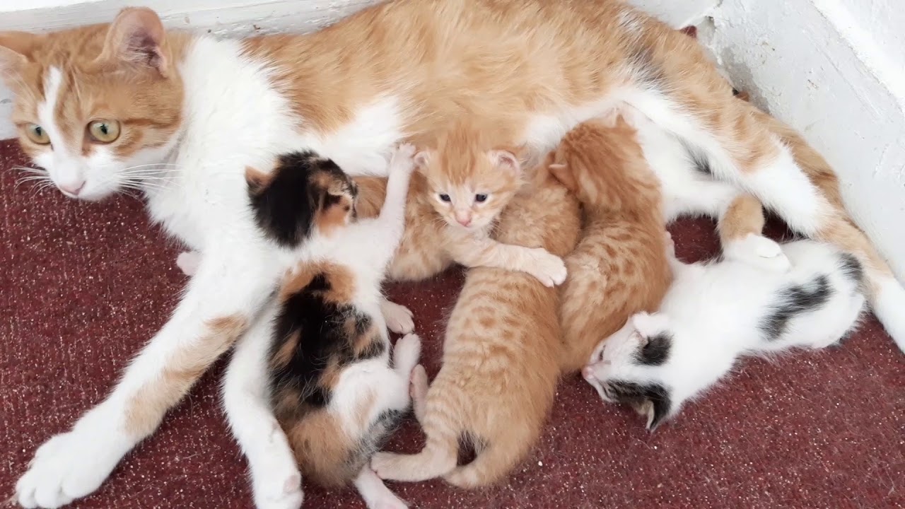 BEBEK KEDİLER BÜYÜYOR VE HATTA KAÇMAYA BİLE ÇALIŞIYORLAR O KÜÇÜCÜK