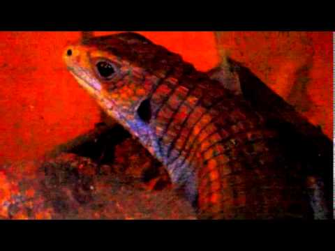 major league Our new Sudan plated lizard SUPER AWESOME!