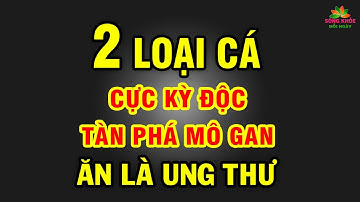 Kinh hoàng 2 LOẠI CÁ cực kỳ ĐỘC tuyệt đối tránh xa kẻo UNG THƯ, tàn phá MÔ GAN | SKMN