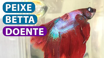 Como cuidar de um peixe Betta doente?