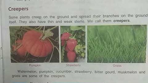 DAV Nahan Class-III Science Revision (Lesson-2, Part-2)