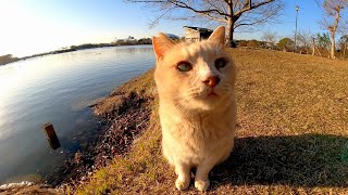 池の畔のベンチに座っていたら野良猫がトコトコ歩いてきた