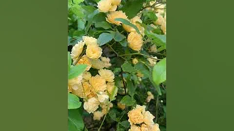 Song of the Banksia Rose 001