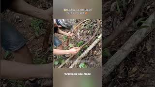 Building a Jungle Dream Hut from Scratch | Solo Survival in the Wild | Primitive House Build