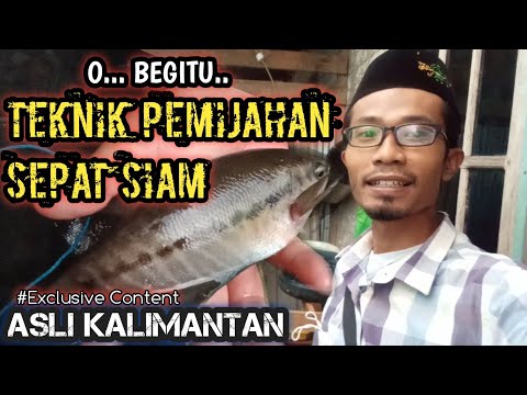 Video: Perawatan Ikan: Ikan Tempur Siam