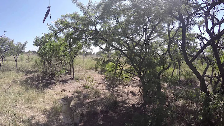 Video 1488031: serval jump, pets