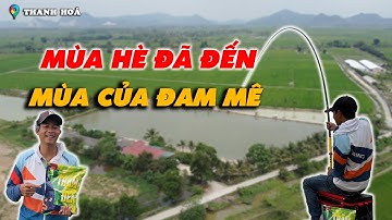 Bài Mồi Trắm Đen Quấn Ổ Cho Mùa Hè | VIETNAM FISHING TV