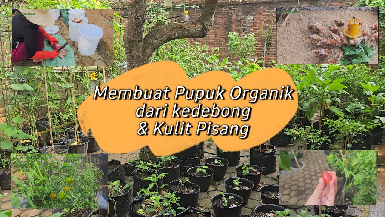 Update Kebun Belakang 1 Tahun 🌱 |Cara Buat rahasia Pupuk Organik dari kedebong dan kulit pisang 