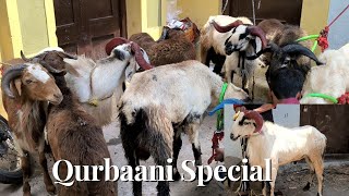 Low Price Biggest Nellor Judpi Sheeps | Qurbaani special contact 6303607581