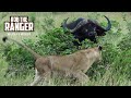 Incredible Scene | Lionesses Take On An African Buffalo Herd!!! (Introduced By Sheldon Zam)