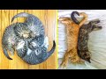 People Are Sharing Pics Of Their Cats Sleeping And The Pics Will Surely Brighten Your Day