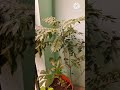plants❤️#greenary