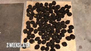 BLACK WALNUTS 2021 from Harvest to Shelling