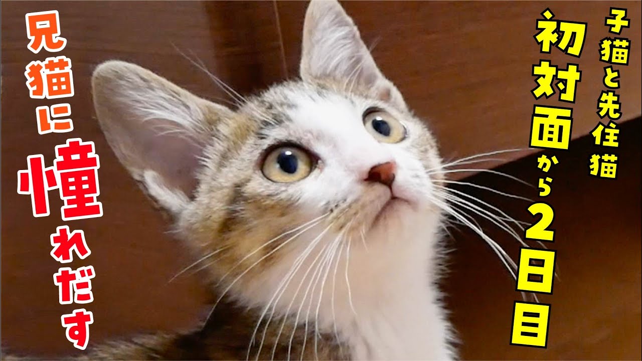 【２匹の関係に変化が…】子猫がデュフィの驚異の身体能力を見て、憧れ始めました…！