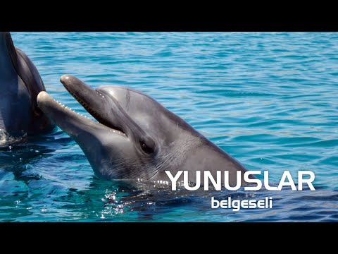 Yunuslar - Hayvanlar Alemi - Belgesel #belgesel