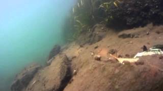 TRENCHROVER 110ROV UNDERWATER ROBOT---Underwater Sailing In West Lake HANGZHOU