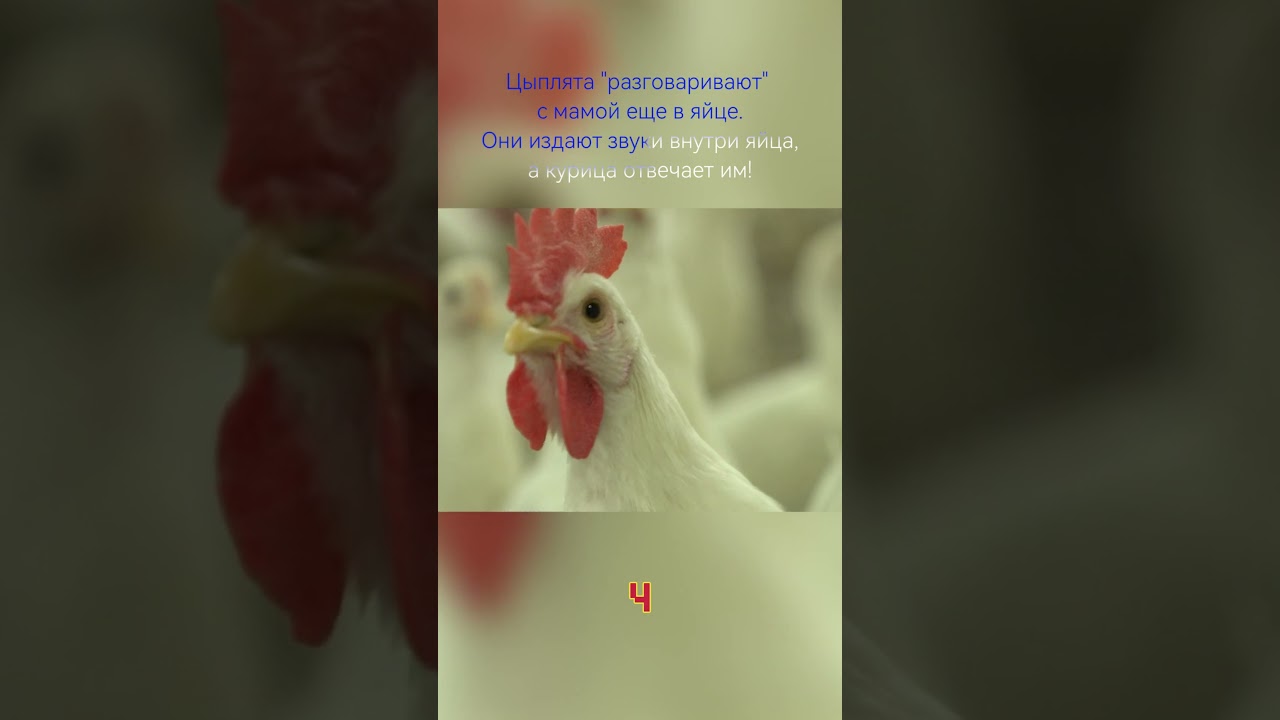 🐔 10 интересных фактов о курах - Chicken facts #animals #животные #chicken #курица