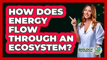 How Does Energy Flow Through an Ecosystem?