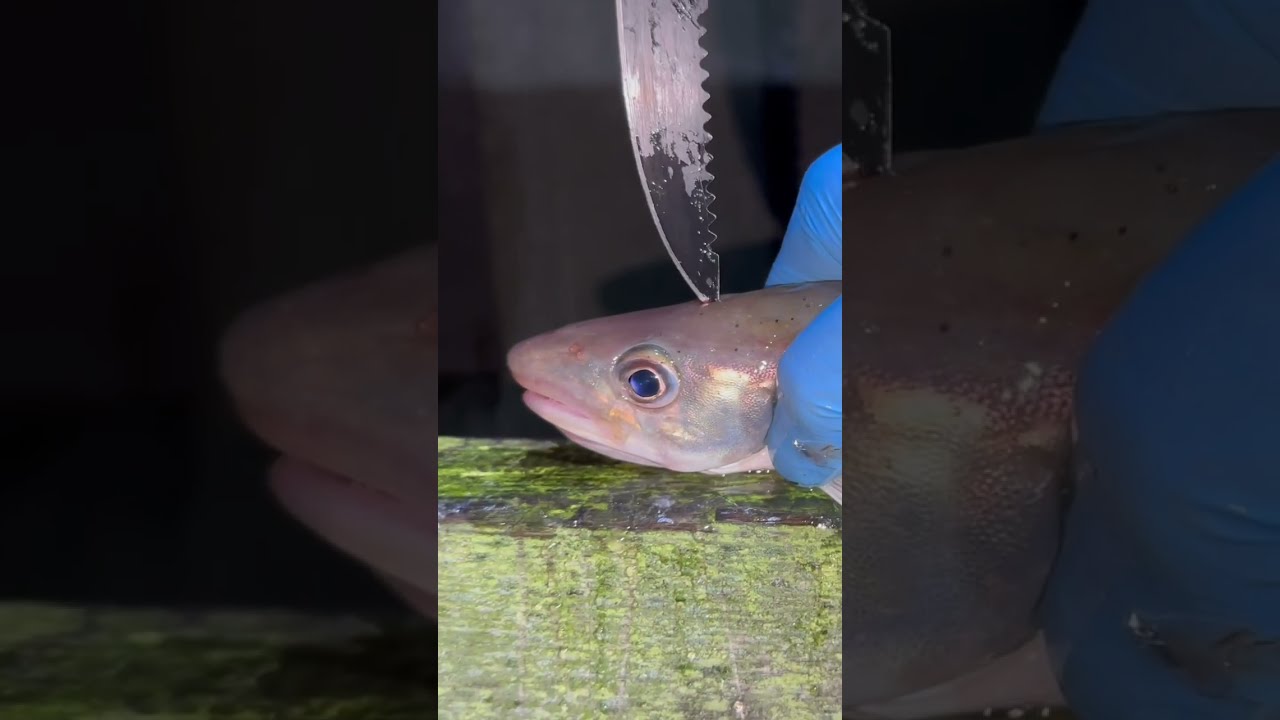 NOT For Sensitive Viewers Quickest Way To Dispatch A Fish