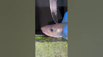 NOT For Sensitive Viewers Quickest Way To Dispatch A Fish 