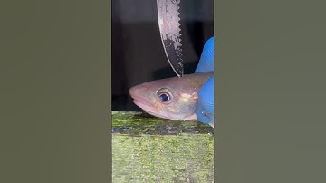 NOT for sensitive viewers ⚠️ quickest way to dispatch a fish