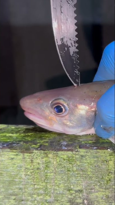 NOT for sensitive viewers ⚠️ quickest way to dispatch a fish