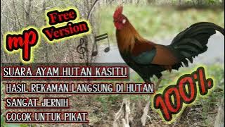 SUARA AYAM HUTAN KASITU JANTAN hasil rekaman langsung sangat jernih