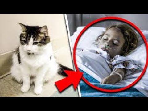 Video: Băiatul Este Reunit Cu Pisica De Terapie Pierdută După Două Luni