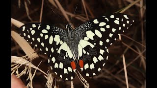 Life cycle of Lime Butterfly  (Papilio demoleus) - First report of this species for Cyprus 2021