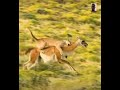 Puma Dañgerous And LethaI Attaçk #puma #wildlife #fypシ゚