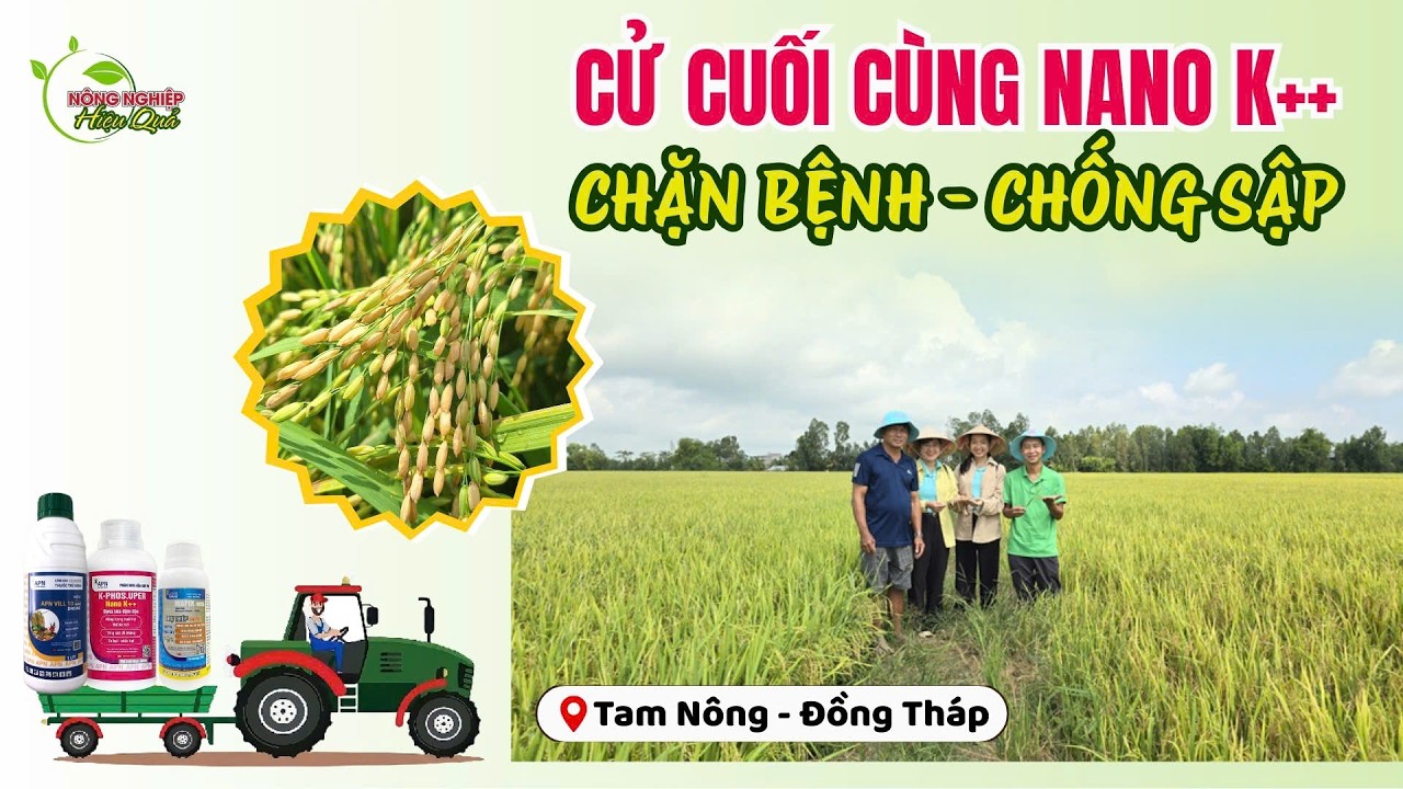 REVIEW KỲ 131| CỬ CUỐI CÙNG NANO K++ CHẶN BỆNH – CHỐNG SẬP #farming #agriculture