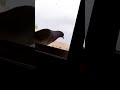 حمامة عندك شباك البيت