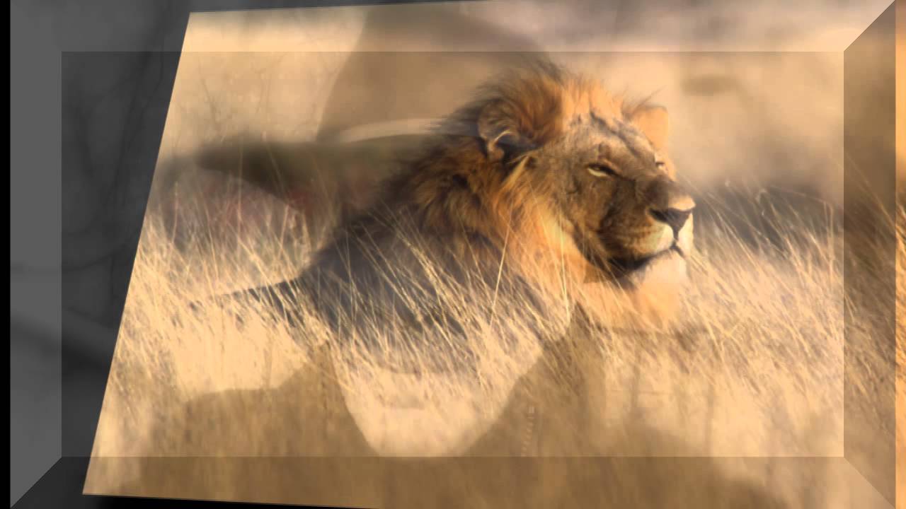 Le lion est mort ce soir - Chris Felix - YouTube - Le Lion Est Mort Ce Soir En Anglais