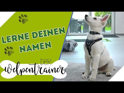 Video: Warum antwortet mein Hund nicht auf seinen Namen?