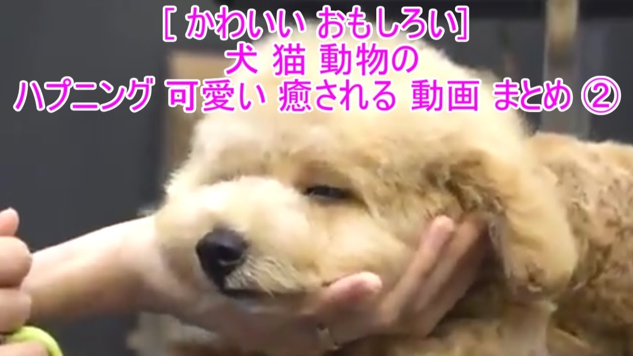 かわいい おもしろい 犬 猫 動物 のハプニング 可愛い 面白い 癒される 19 動画 まとめ Youtube