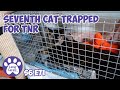 Seventh Cat Trapped For TNR | S6 E71 Lucky Ferals Cat Videos - Feral Kittens