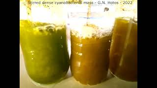 Microalgae-Dense cyanobacterial culture-Dr. G. Hotos lab, Greece
