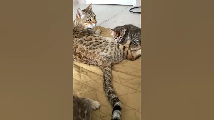 Video 4428751: bengal cat chaton kitten, bengal cat cute kittens, bengal cat mother