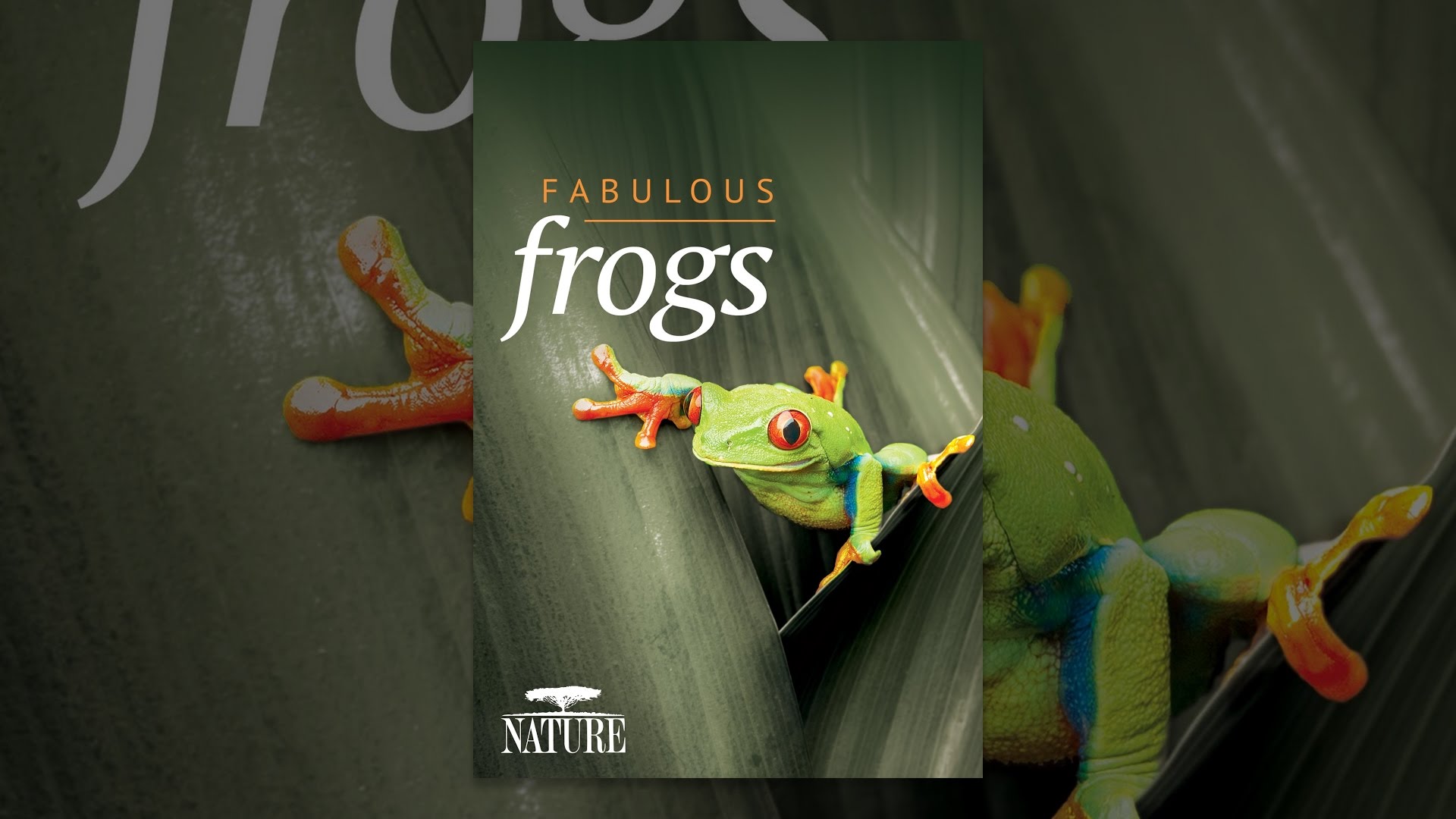 Fabulous Frogs YouTube