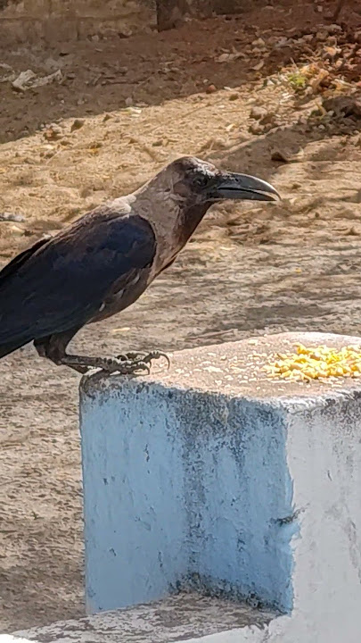 crow #kaka #crow