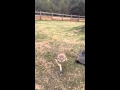 Burrowing Owl being trained